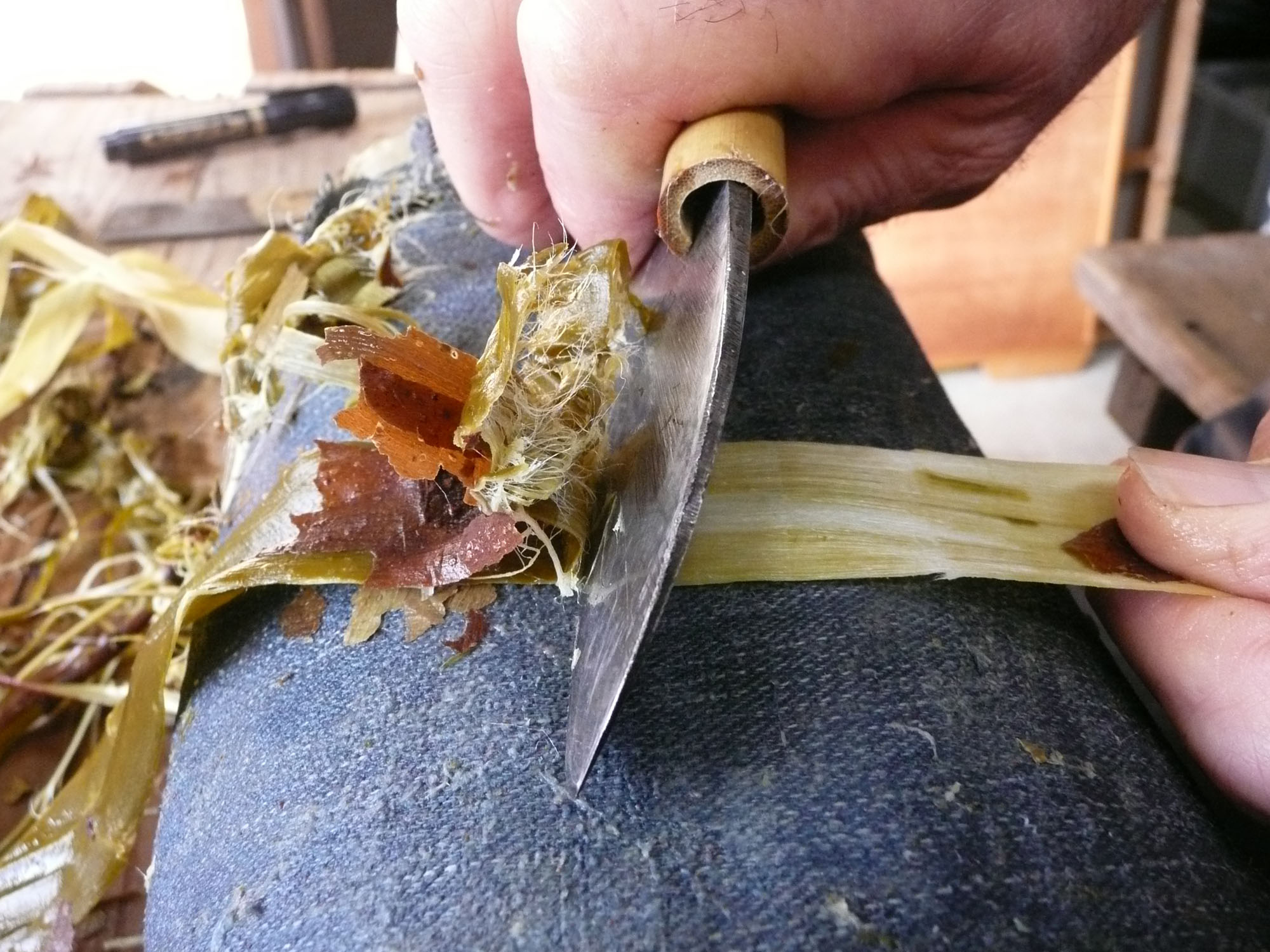 Mulberry bark is peeled in the process of making washi paper.