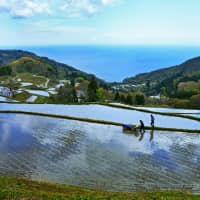 Terrace rice paddies