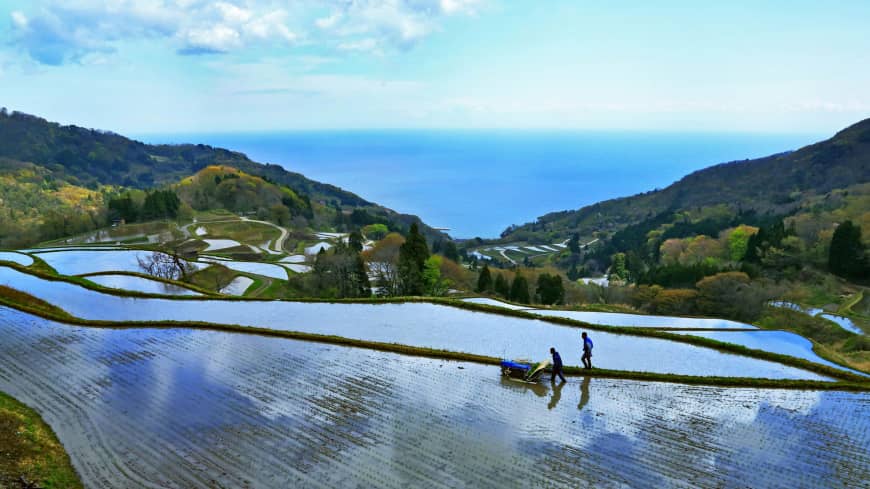 Terrace rice paddies