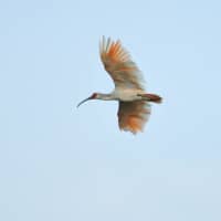 A rare toki (Japanese crested ibis) is among a few hundred that reside near and on Sado Island.