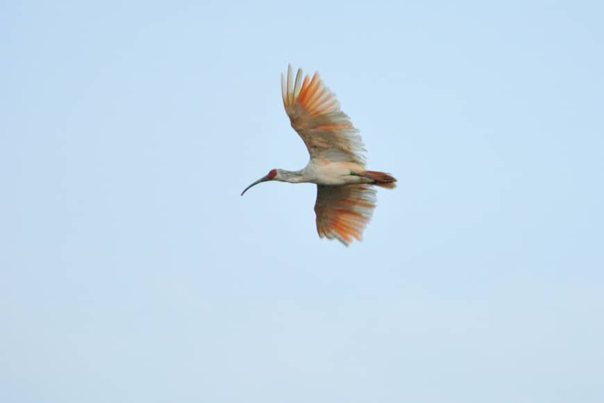 A rare toki (Japanese crested ibis) is among a few hundred that reside near and on Sado Island.