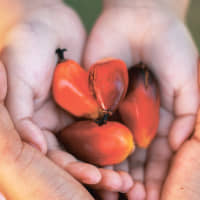 Malaysian oil palm fruits are priceless to mankind; they hold the key to sustainable development and future of generations. | © MPOC