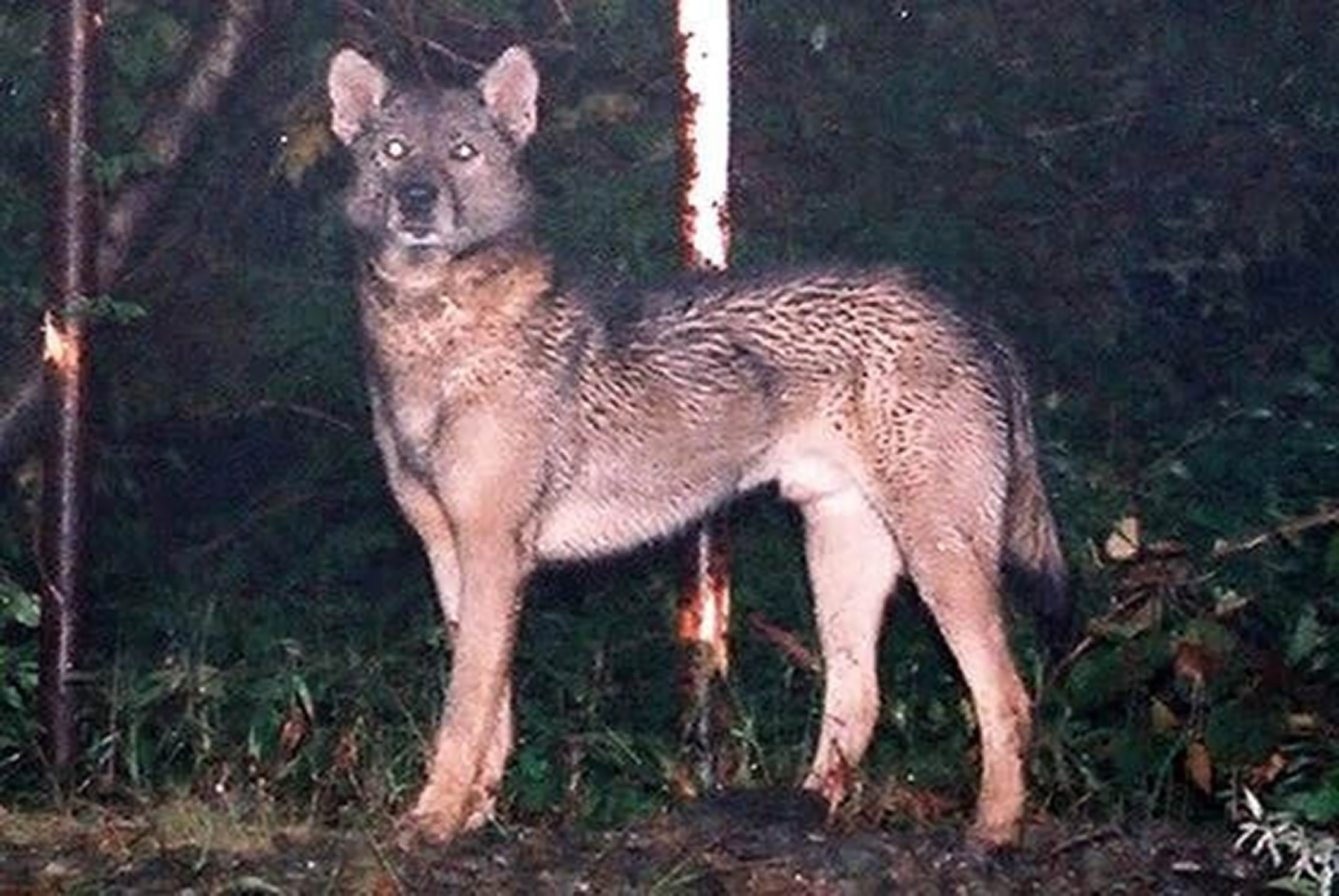 In search of Japan's extinct wolves: Sightings of a mysterious canine in Chichibu have been captivating animal enthusiasts | The Japan Times In search of Japan's extinct wolves: Sightings of a mysterious canine in Chichibu have been captivating animal enthusiasts | The Japan Times