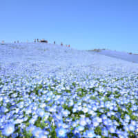 Famous, brightly-colored nemophila in full bloom at Hitachi Seaside Park in Hitachinaka