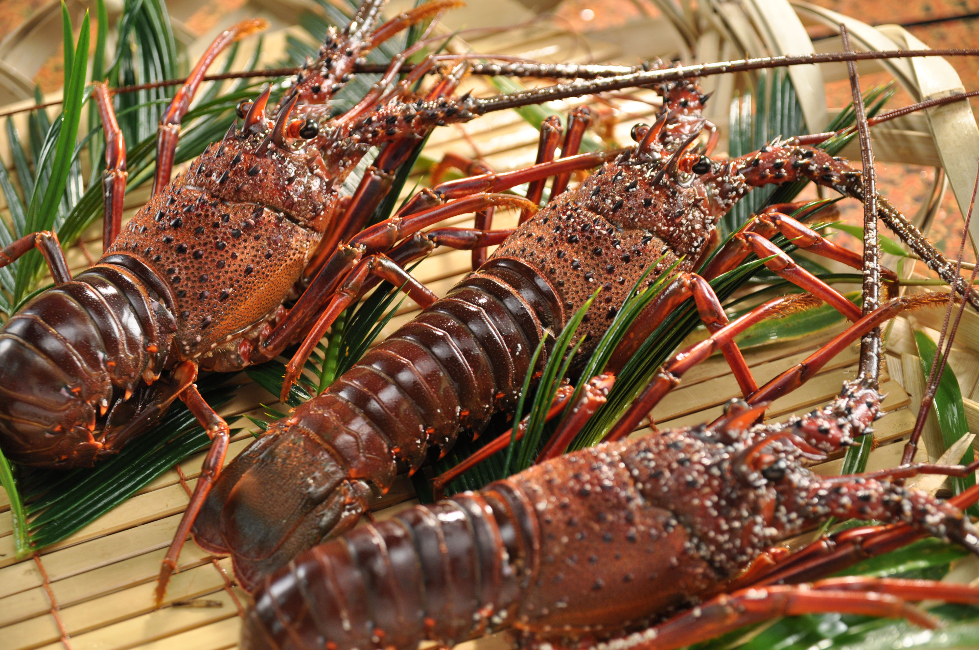 Highly prized Ise-ebi (Japanese spiny lobster) is caught in Ise Bay in Mie Prefecture.