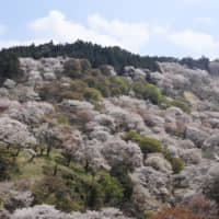 Mount Yoshino in Yoshino, Nara Prefecture, is one of the most famous cherry blossom viewing spots in Japan.