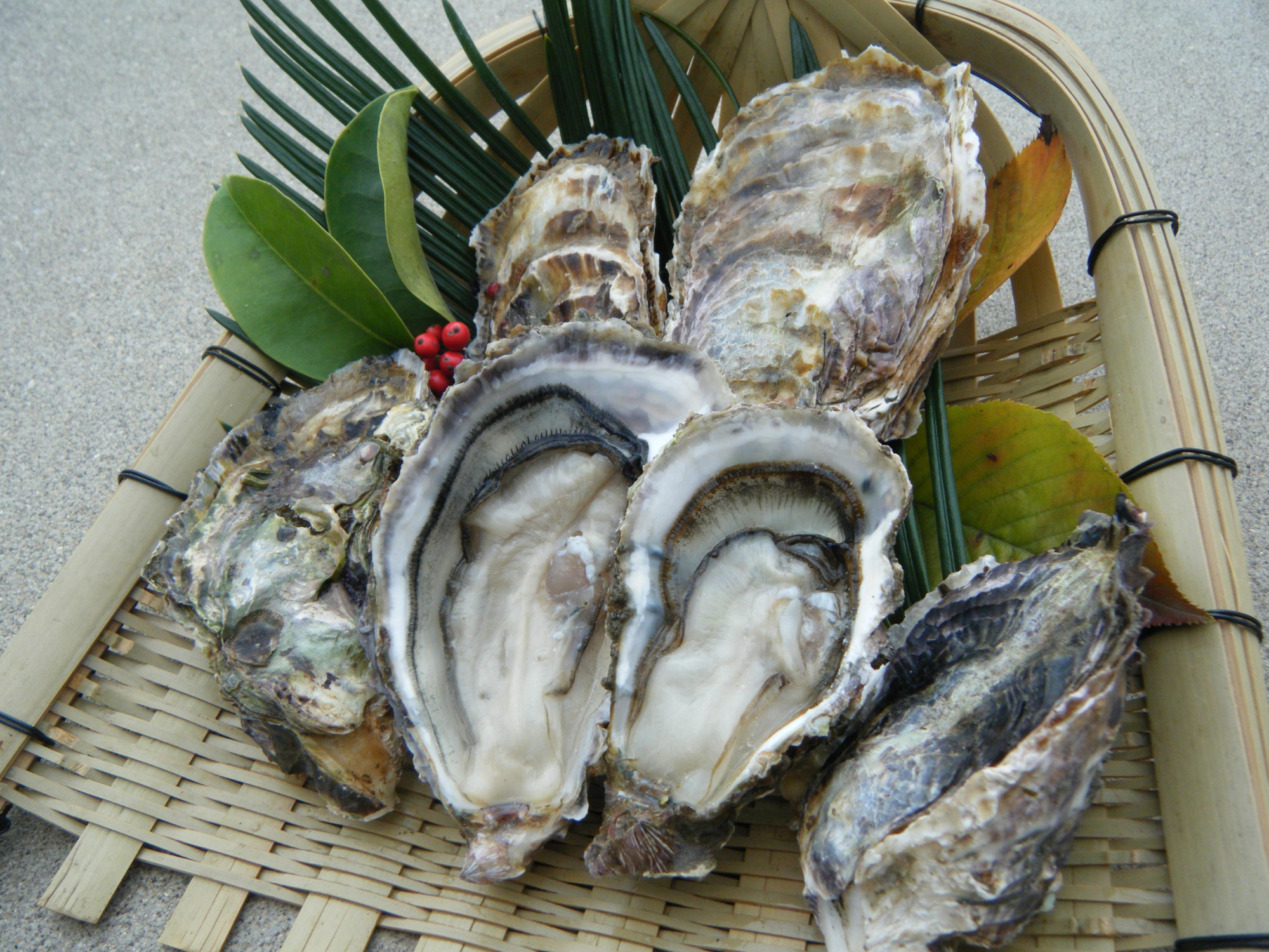 Fresh oysters | HIROSHIMA PREFECTURE