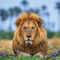 The King of the Jungle in Qorokwe | © WILDERNESS SAFARIS
