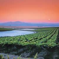 The spectacular Swartland vineyard region
