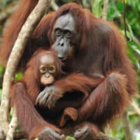Orangutans in Sabah, Malaysia | SABAH TOURISM BOARD