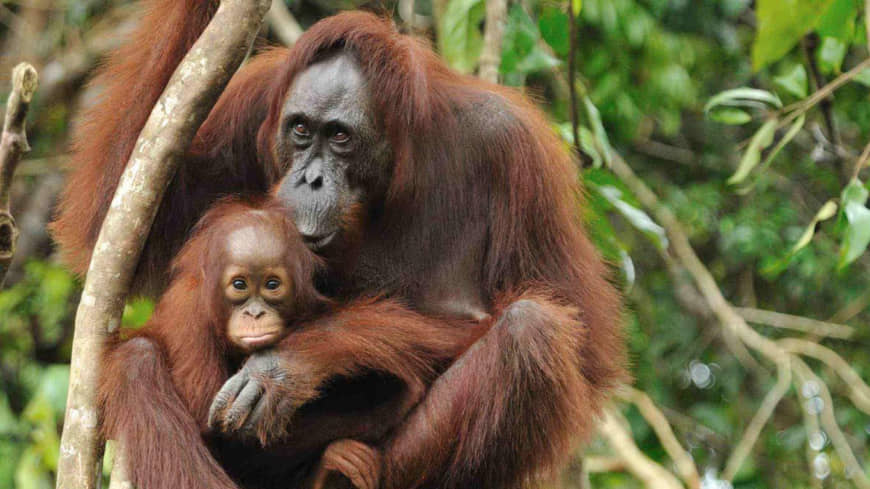 Orangutans in Sabah, Malaysia | SABAH TOURISM BOARD