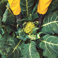 Among Provefrut’s most sought after products are its romanesco broccoli.