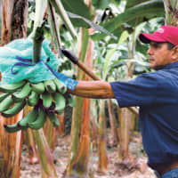 TropicalFruit makes sure that all the bananas it exports around the world comply with strict quality standards. Their bananas undergo very close inspection. | © TROPICALFRUIT S.A.