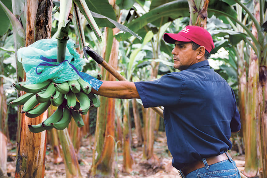 TropicalFruit makes sure that all the bananas it exports around the world comply with strict quality standards. Their bananas undergo very close inspection. | © TROPICALFRUIT S.A.