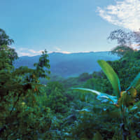 The Blue Mountains produce one of the world’s best coffees.