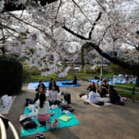 Tokyo first in nation to see cherry blossoms flower with earliest date on record