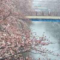 Snow and store closures keep Tokyo crowds at bay over critical coronavirus weekend
