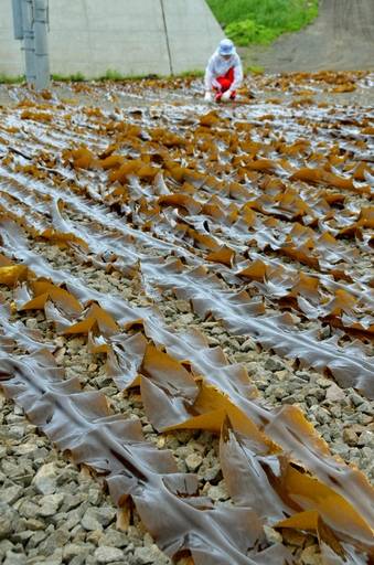 Global warming wreaks havoc on Japanese edible kelp - The Japan Times