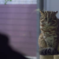 Visitors can see Tsushima's yamaneko (wild cats) at the Tsushima Wildlife Conservation Center. | FUTA NAGAO