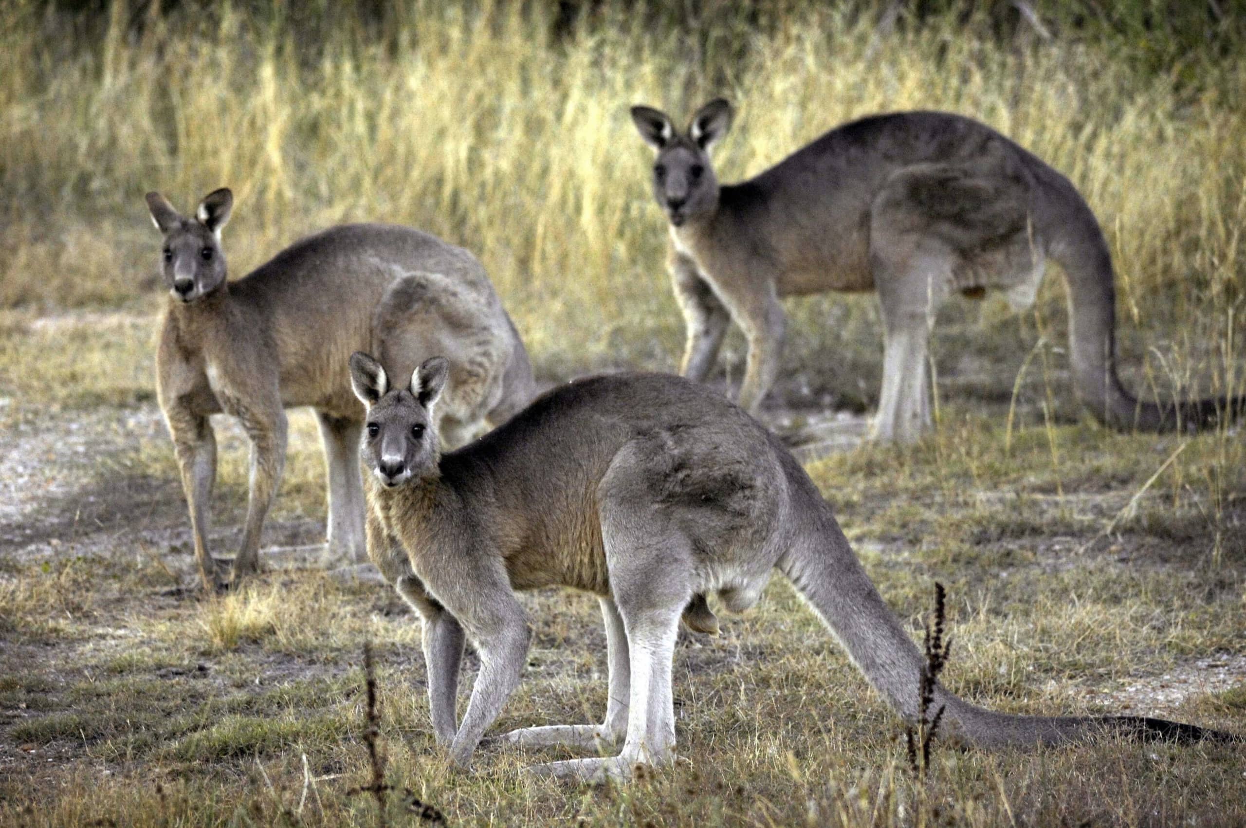 About billion animals were harmed in Australian bush fires, WWF says  The Japan Times
