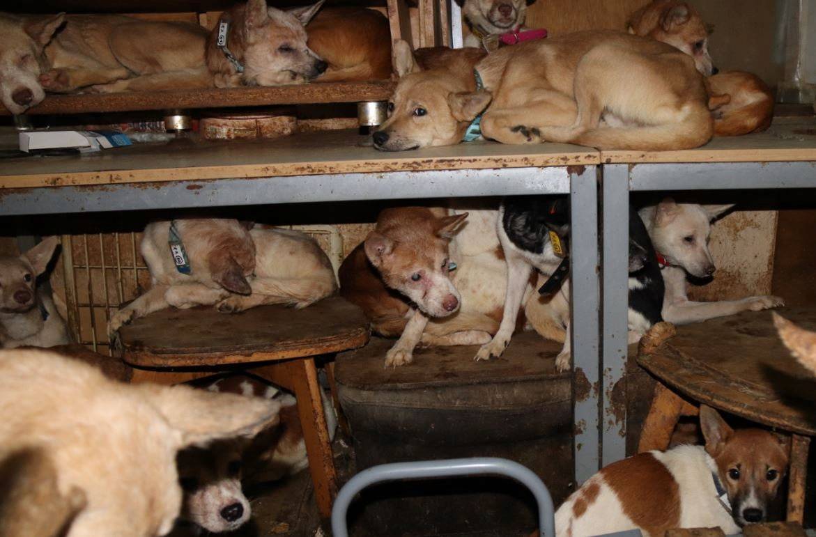 Japanese health officials find 164 dogs crammed into tiny house | The Japan Times Japanese health officials find 164 dogs crammed into tiny house | The Japan Times