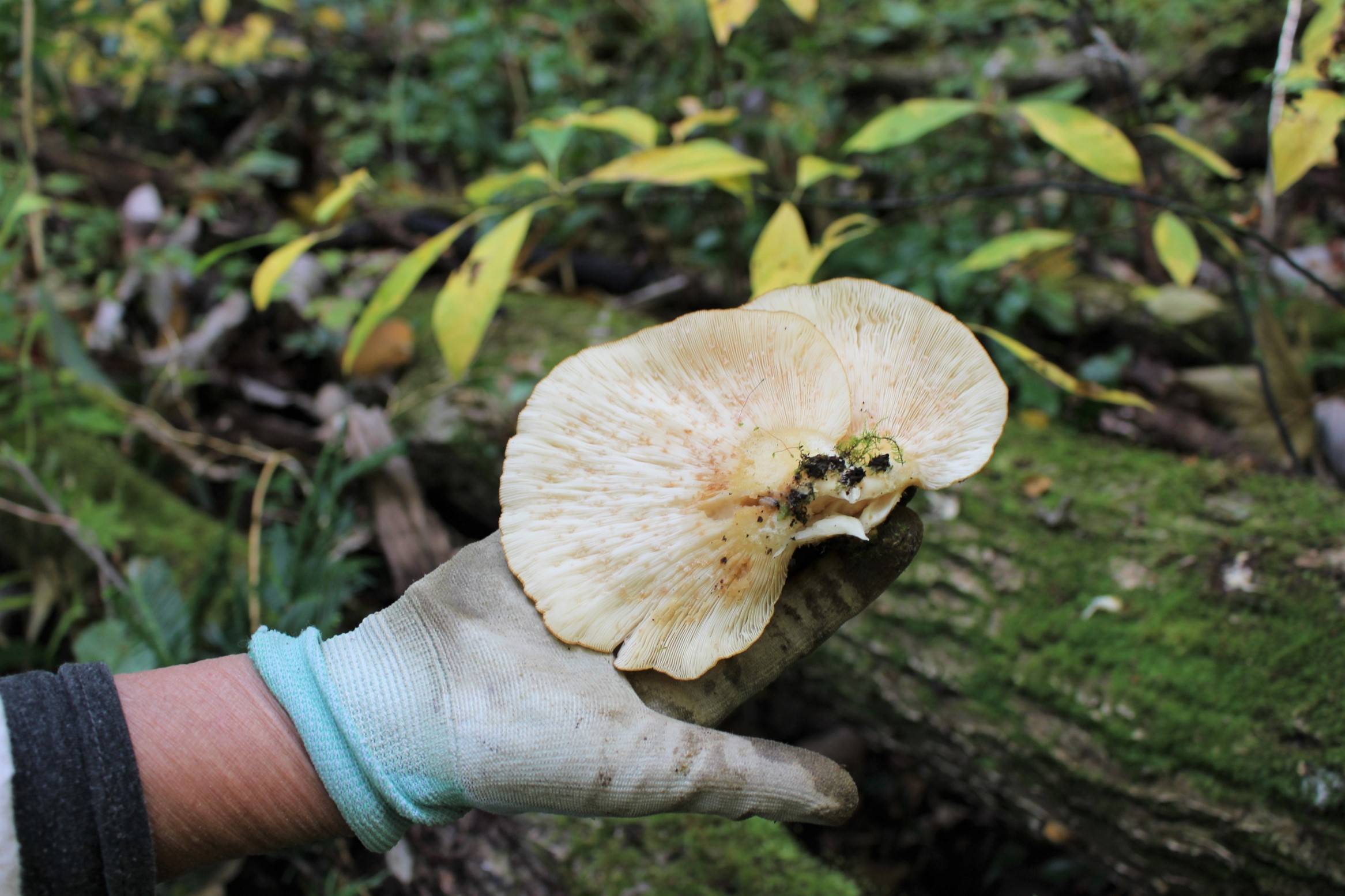 Expert advice: Mushroom foraging pro Ikuko Sato explains how to distinguish this edible hiratake (oyster mushroom) from its poisonous look-alike. | CHIARA TERZUOLO