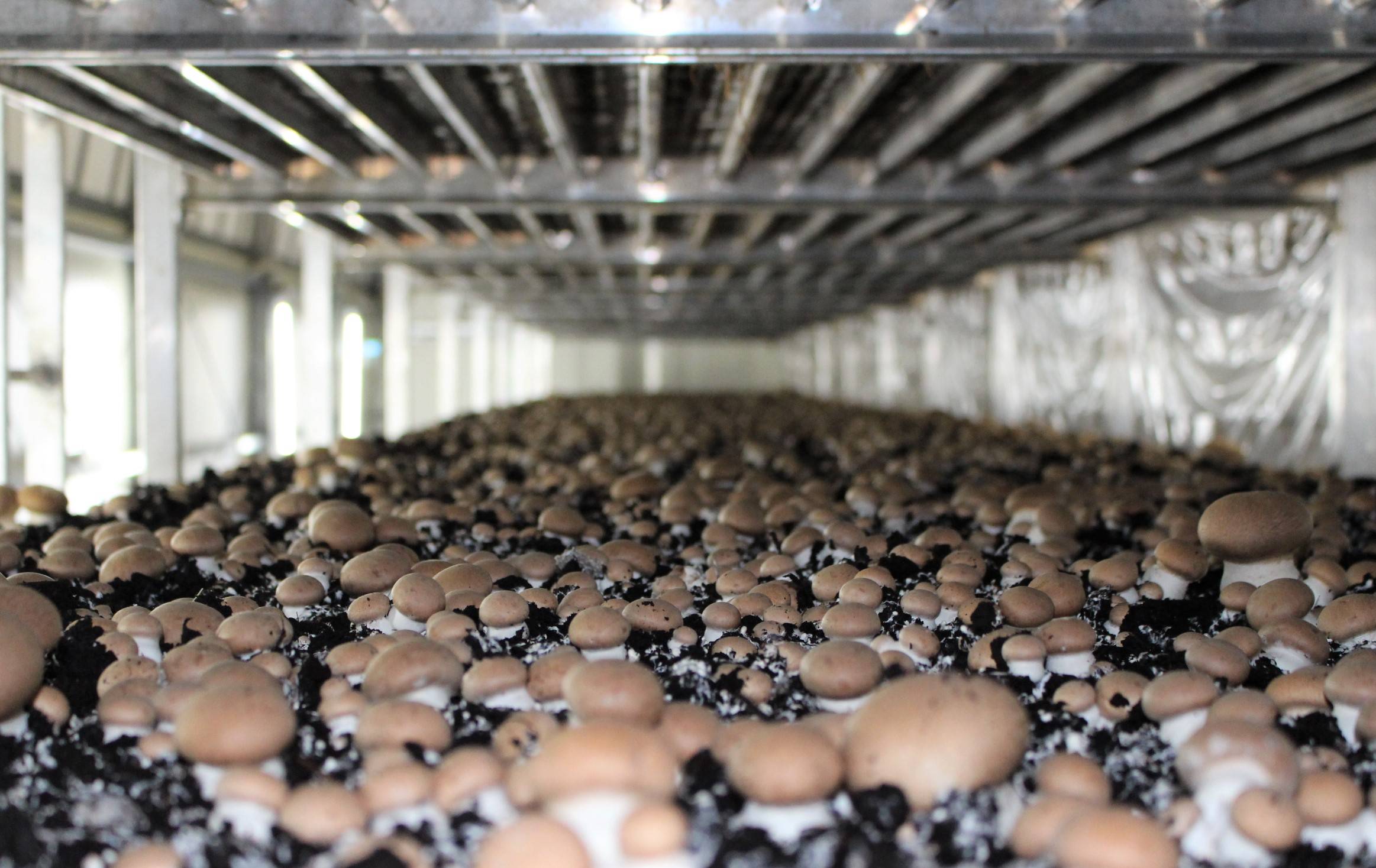 Shroom to grow: Mitsuyoshi Nagasawa grows brown and white mushrooms in organic peat in domed growing houses at Funagata Mushroom. | CHIARA TERZUOLO