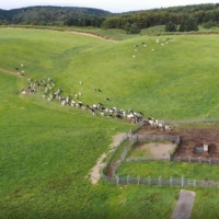Drones are also used to herd cows. | NTT DOCOMO INC.
