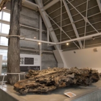 Trees at the Uozu Buried Forest Museum date back hundreds of years. | JNTO