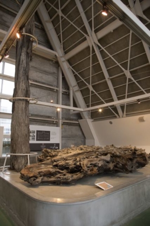 Trees at the Uozu Buried Forest Museum date back hundreds of years. | JNTO