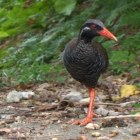 The Yanbaru kuina (Okinawa rail) is an endangered species endemic to Okinawa. | 
