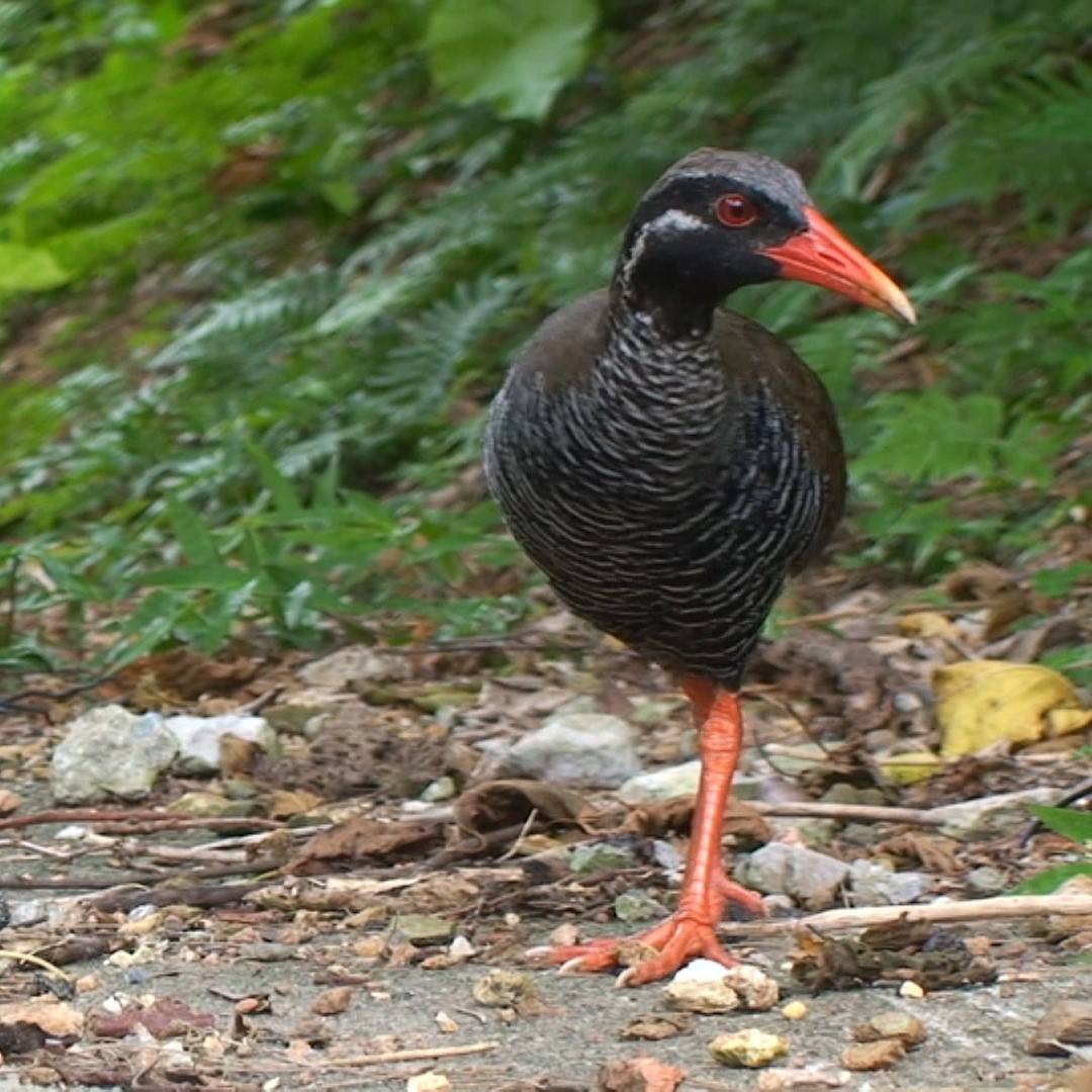 The Yanbaru kuina (Okinawa rail) is an endangered species endemic to Okinawa.