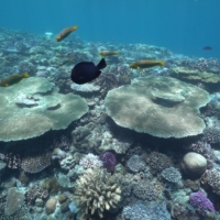 To protect the endangered coral reefs around Okinawa, swimmers and divers are advised to use coral-friendly skin products.