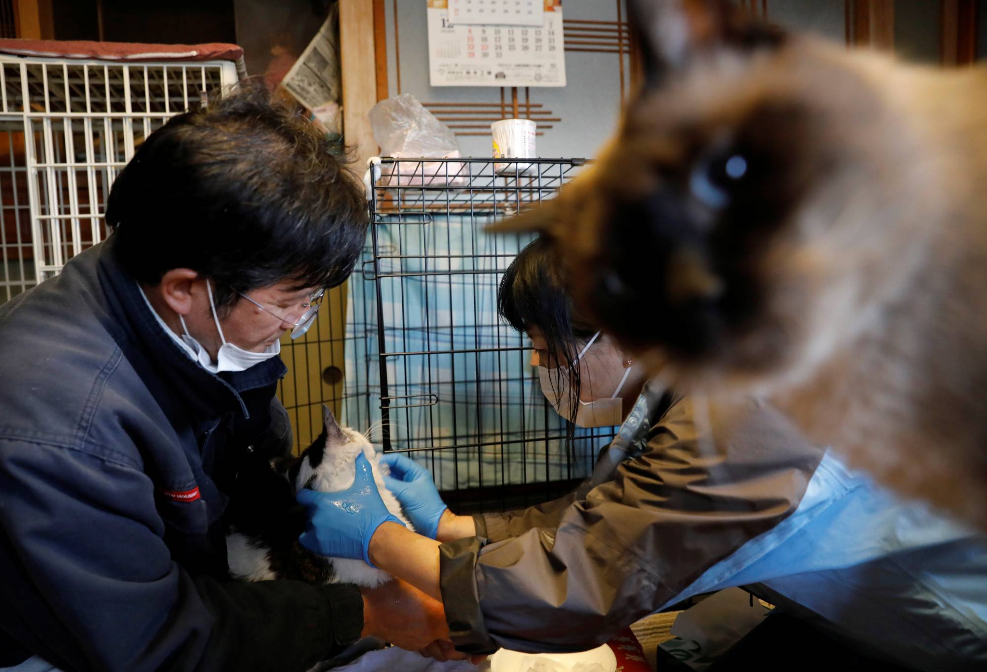 An animal rescue activist applies ointment onto the mouth of Mokkun, one of Sakae Kato's rescued cats. | REUTERS