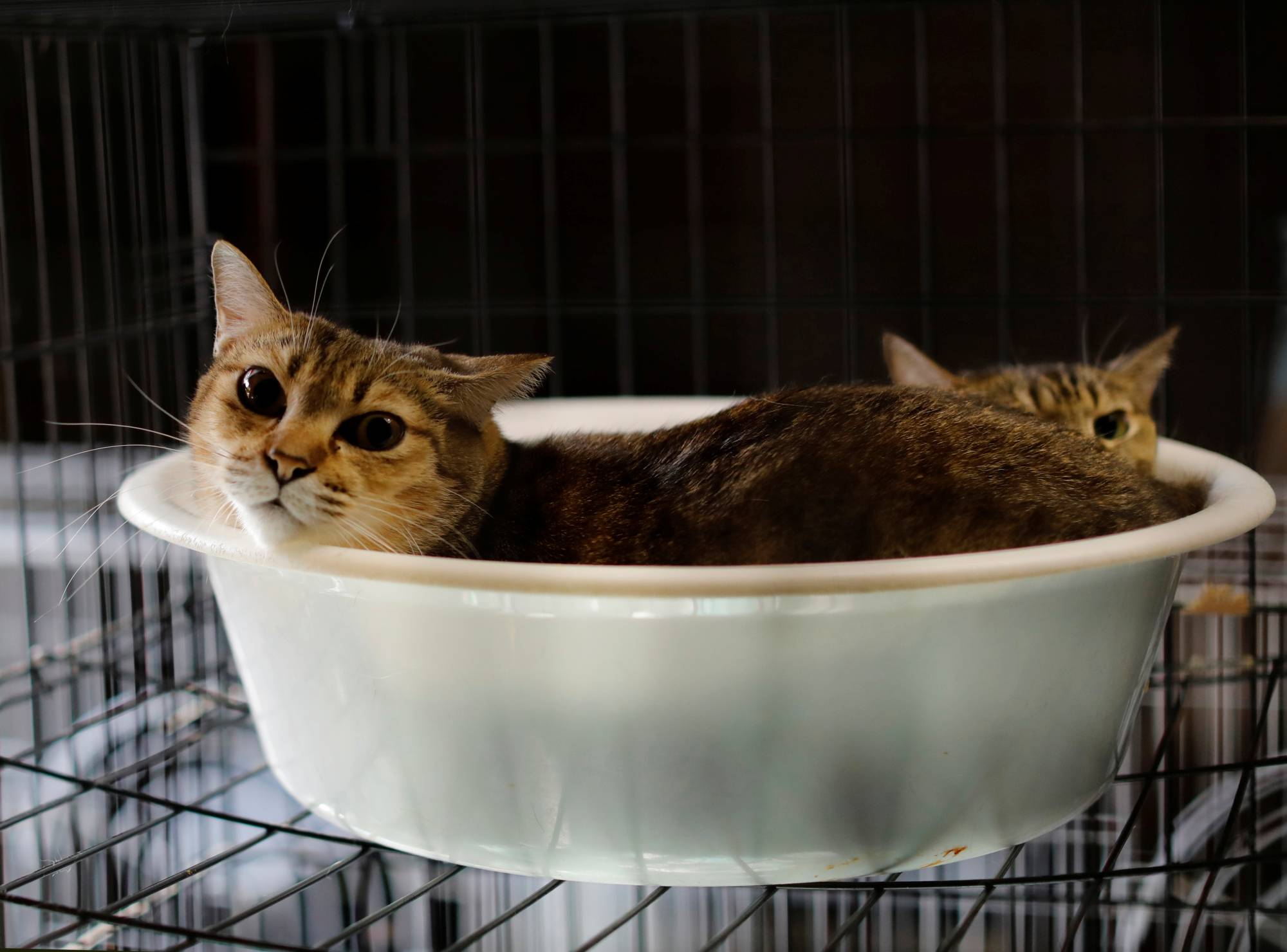 Cats left behind by fleeing neighbors were taken on by Sakae Kato, who now looks after 41 of the animals. | REUTERS