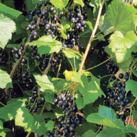 NZ Blackcurrant berries grown on trees 3 feet high