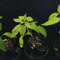 Three plants infected with begomovirus (A resistant plant did not show the disease symptom）