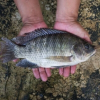 Pla nil, or Tilapia nilotica, has become versatile and important source of protein in Thailand. It is also known as the mouthbrooder. | DEPARTMENT OF FISHERIES, THAILAND
