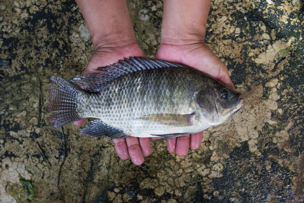 Pla nil, or Tilapia nilotica, has become versatile and important source of protein in Thailand. It is also known as the mouthbrooder. | DEPARTMENT OF FISHERIES, THAILAND