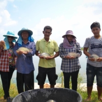 Pla nil can be found throughout Thailand. | DEPARTMENT OF FISHERIES, THAILAND