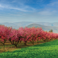 A peach orchard of Venus Growers | © EKE