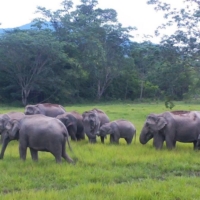 A meadow in the Khao Ang Rue Nai Wildlife Sanctuary, Chachoengsao province, cared for by the Department of National Parks, Wildlife and Plant Conservation | ROYAL OFFICE