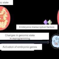 Changes in genomic state