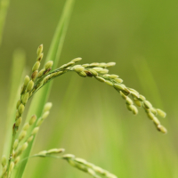 Tsubame-Sanjo in Niigata Prefecture is a fertile, rice-producing region on the Sea of Japan coast. | LUCAS COYTE