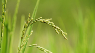 Tsubame-Sanjo in Niigata Prefecture is a fertile, rice-producing region on the Sea of Japan coast. | LUCAS COYTE