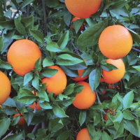 Nichino Europe’s Ortus (fenpyroximate) insecticide is an effective tool for insect and mite control in citrus fruit. | © NICHINO EUROPE