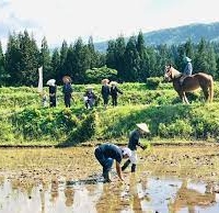'田人馬 TA-ZIN-BA White'- the sustainable sake rice growing by horses, brewed by Tsunan sake brewery, wins silver medal at the the International Wine Challenge (IWC)