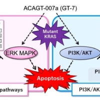 How GT-7 induces apoptosis in pancreatic cancer