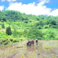 Go Circular! Vol.2 Plowing with Horses to Make Japanese Sustainable Sake by Tsunan sake brewery in Niigata