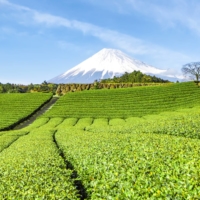 Japan’s famed green tea is gaining popularity worldwide due to its refined taste and health benefits. | GETTY IMAGES